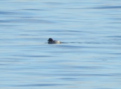 Bucephala