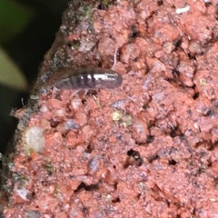 Arcitalitrus sylvaticus