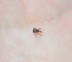 Oropterus coniger