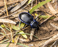 Tanaocarabus
