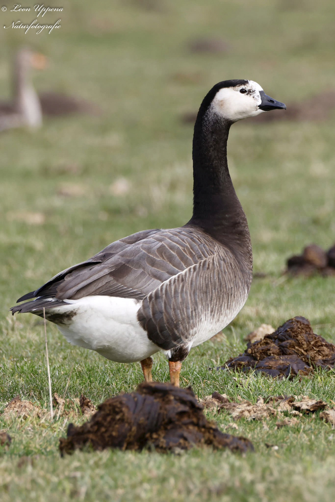 Swan Goose