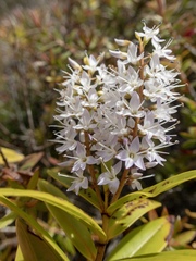 Veronica ligustrifolia