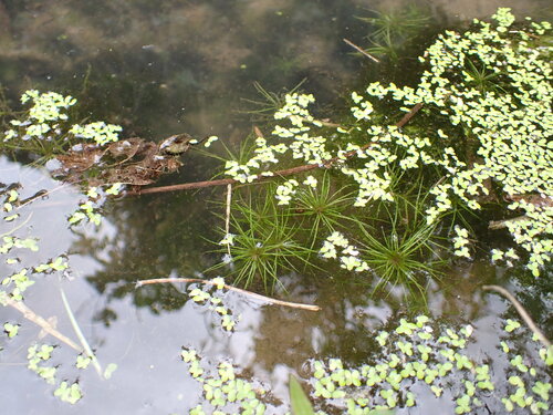 Najas chinensis iNat (2)