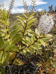 Veronica ligustrifolia