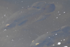 Astronotus ocellatus