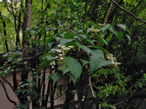 Image of Viburnum betulifolium by (c) Yu-Chang Chen, some rights reserved (CC BY)