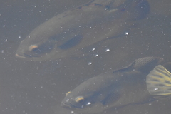 Astronotus ocellatus