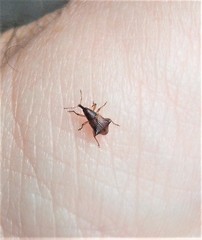 Oropterus coniger