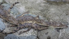 Crocodylia