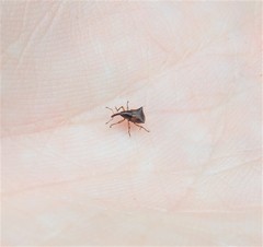 Oropterus coniger
