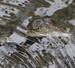 Crocodylia
