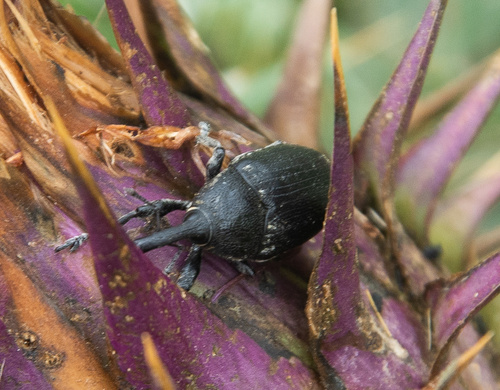 Larinus afer