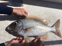 Gymnocranius superciliosus