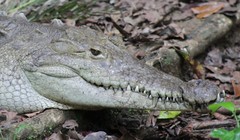 Crocodylia