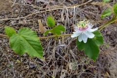 Passiflora foetida