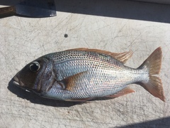 Gymnocranius superciliosus