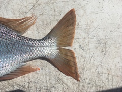 Gymnocranius superciliosus