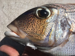 Gymnocranius superciliosus