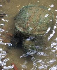 Chelydra
