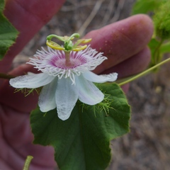 Passiflora foetida