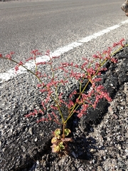 Eriogonum hoffmannii