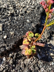 Eriogonum hoffmannii