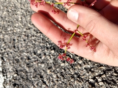 Eriogonum hoffmannii