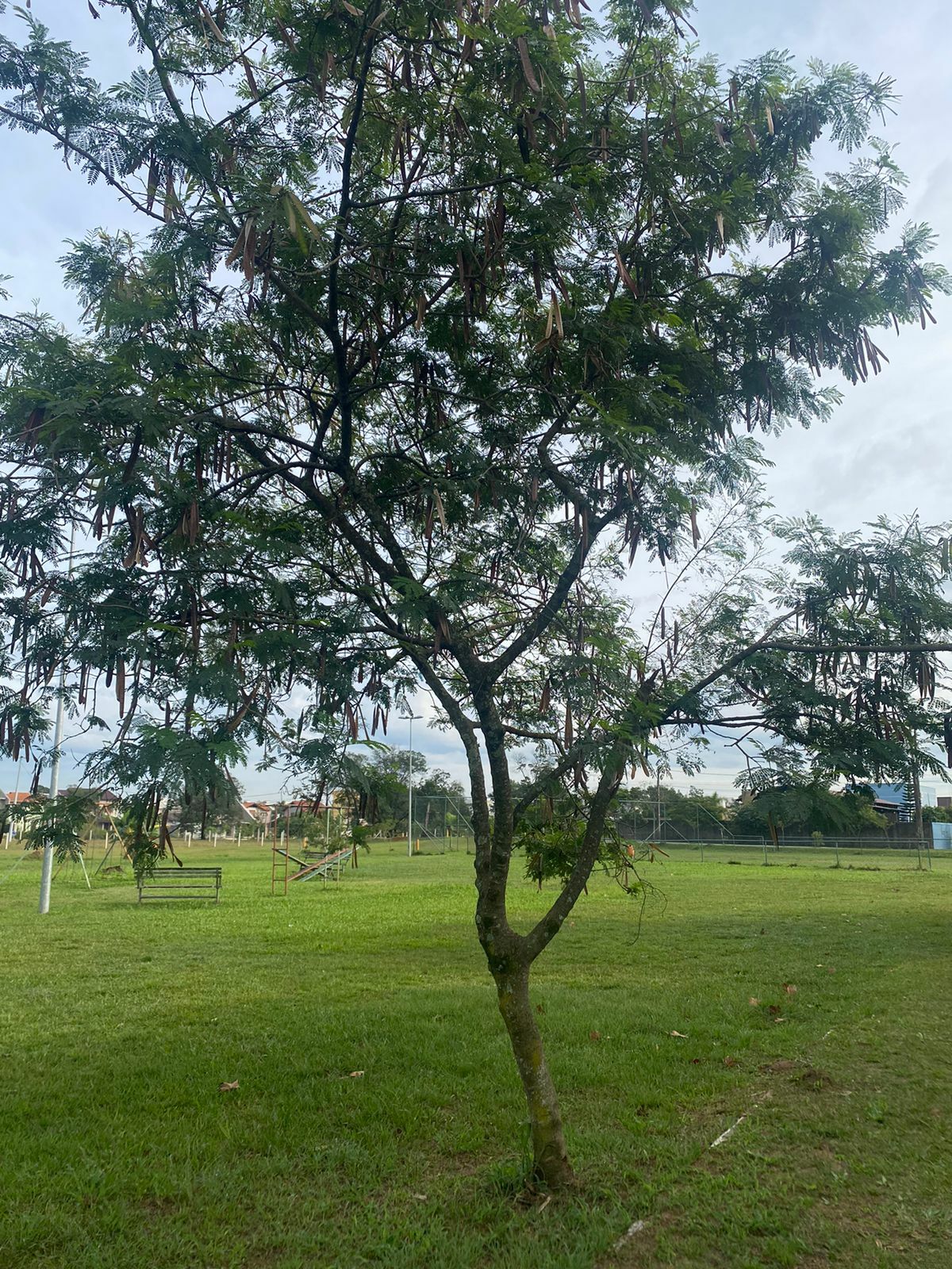 Leucaena leucocephala