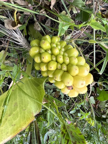 Arum pictum (Arum pictum)