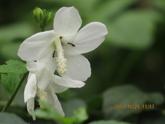Urena procumbens