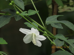 Urena procumbens