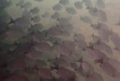 Haemulon maculicauda