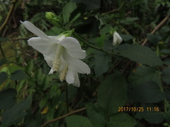 Urena procumbens