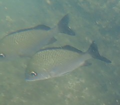 Haemulon scudderii