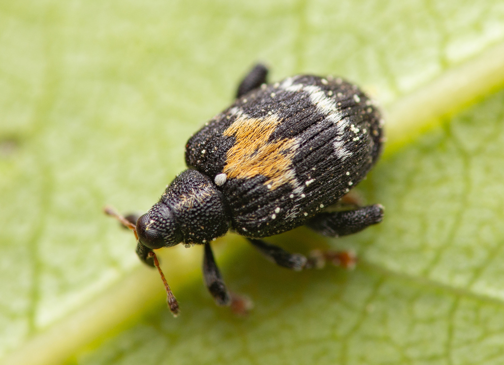 Rhamphina