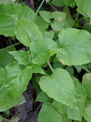 Stellaria cuspidata