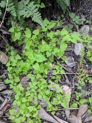 Stellaria cuspidata