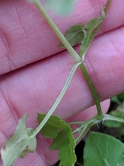 Stellaria cuspidata