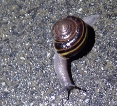 Helminthoglypta sequoicola