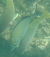 Haemulon scudderii