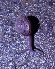 Helminthoglypta sequoicola