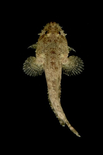 Gulf Toadfish