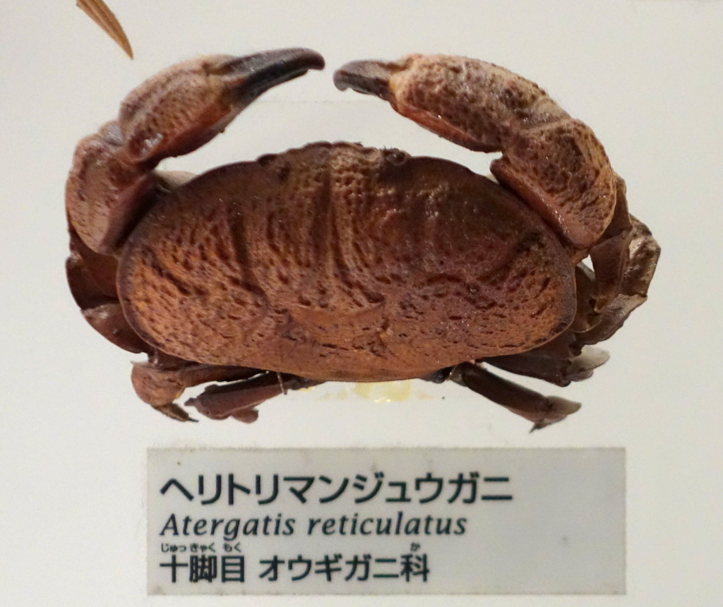 Atergatis reticulatus