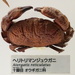 Atergatis reticulatus - Photo Daderot, sin restricciones conocidas de derechos (dominio público)
