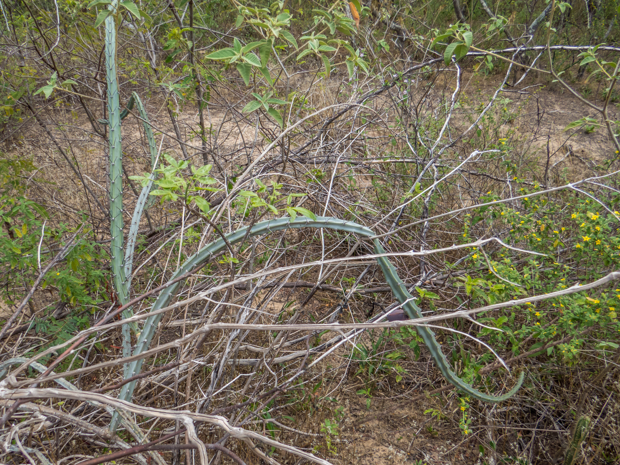 Cereus albicaulis