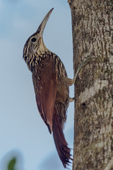 Ivory-Billed Woodcreeper photo 2
