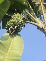 Musa balbisiana