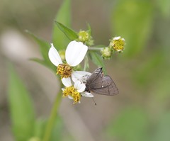 Electrostrymon angelia