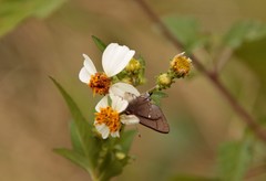 Electrostrymon angelia