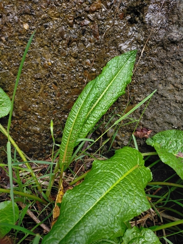 Image of Rumex japonicus by (c) Yu-Chang Chen, some rights reserved (CC BY)